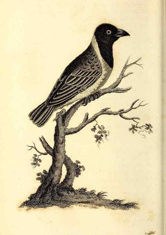 Reproducción/Reproduction 49830655551: General zoology, or Systematic natural history. London,Printed for G. Kearsley,1800-1826.. 