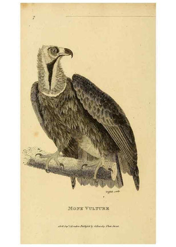 Reproducción/Reproduction 49831041092: General zoology, or Systematic natural history. London,Printed for G. Kearsley,1800-1826.. 