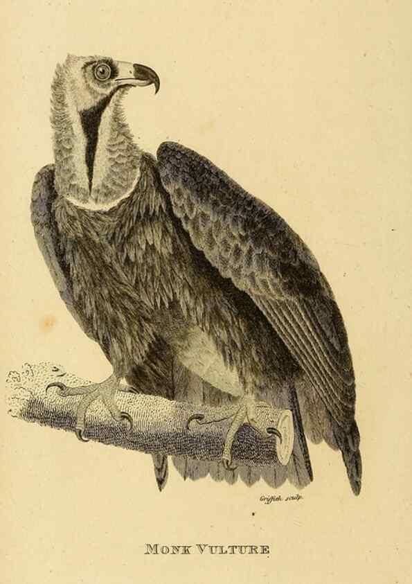 Reproducción/Reproduction 49831041092: General zoology, or Systematic natural history. London,Printed for G. Kearsley,1800-1826.. 