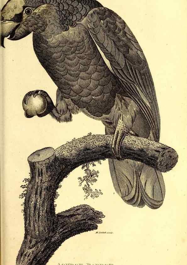 Reproducción/Reproduction 49830191256: General zoology, or Systematic natural history. London,Printed for G. Kearsley,1800-1826.. 