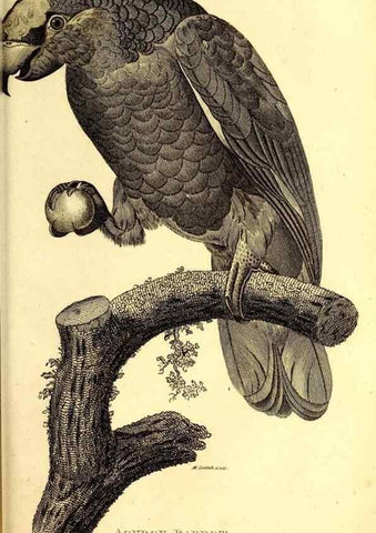 Reproducción/Reproduction 49830191256: General zoology, or Systematic natural history. London,Printed for G. Kearsley,1800-1826.. 