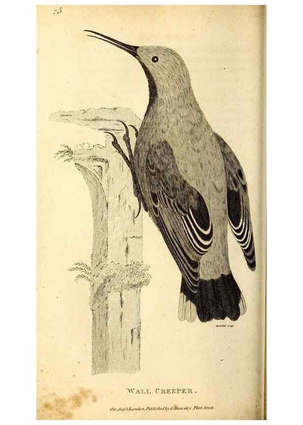Reproducción/Reproduction 49830169731: General zoology, or Systematic natural history. London,Printed for G. Kearsley,1800-1826.. 