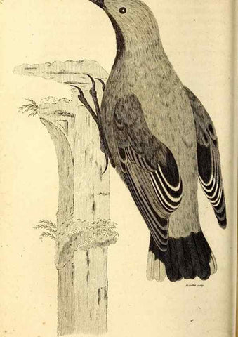 Reproducción/Reproduction 49830169731: General zoology, or Systematic natural history. London,Printed for G. Kearsley,1800-1826.. 
