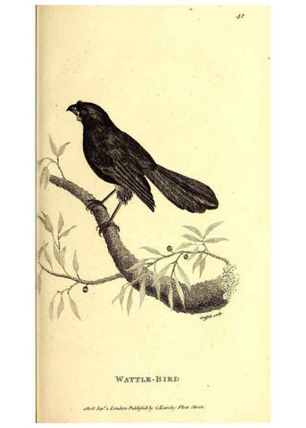 Reproducción/Reproduction 49830068611: General zoology, or Systematic natural history. London,Printed for G. Kearsley,1800-1826.. 