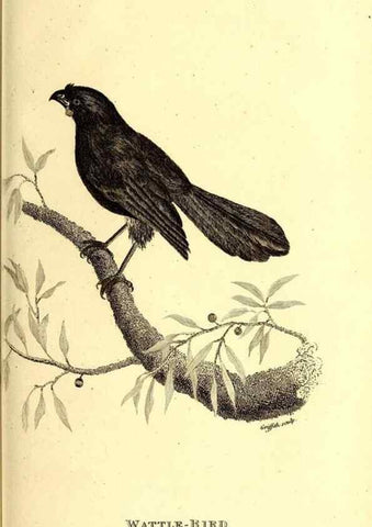 Reproducción/Reproduction 49830068611: General zoology, or Systematic natural history. London,Printed for G. Kearsley,1800-1826.. 