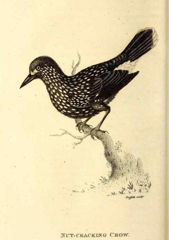 Reproducción/Reproduction 49830376552: General zoology, or Systematic natural history. London,Printed for G. Kearsley,1800-1826.. 