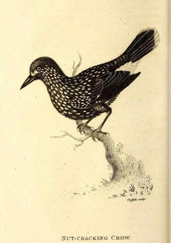 Reproducción/Reproduction 49830376552: General zoology, or Systematic natural history. London,Printed for G. Kearsley,1800-1826.. 