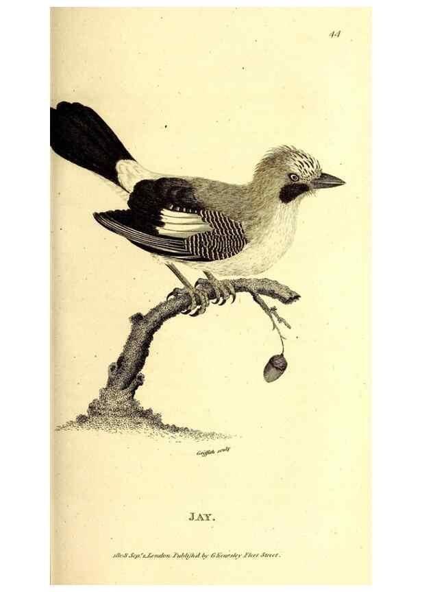 Reproducción/Reproduction 49829537853: General zoology, or Systematic natural history. London,Printed for G. Kearsley,1800-1826.. 