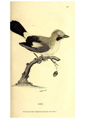 Reproducción/Reproduction 49829537853: General zoology, or Systematic natural history. London,Printed for G. Kearsley,1800-1826.. 