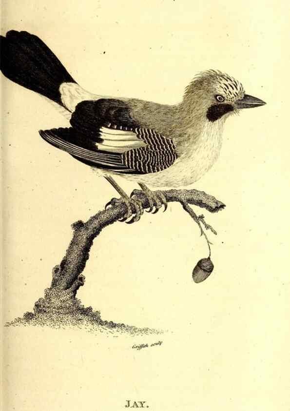 Reproducción/Reproduction 49829537853: General zoology, or Systematic natural history. London,Printed for G. Kearsley,1800-1826.. 