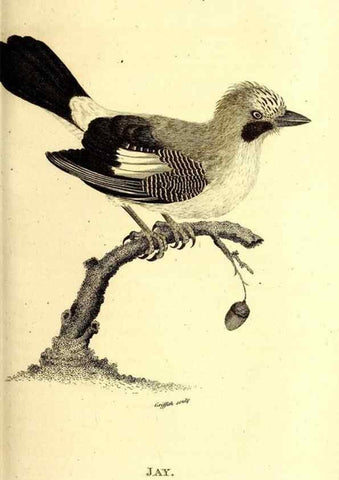 Reproducción/Reproduction 49829537853: General zoology, or Systematic natural history. London,Printed for G. Kearsley,1800-1826.. 