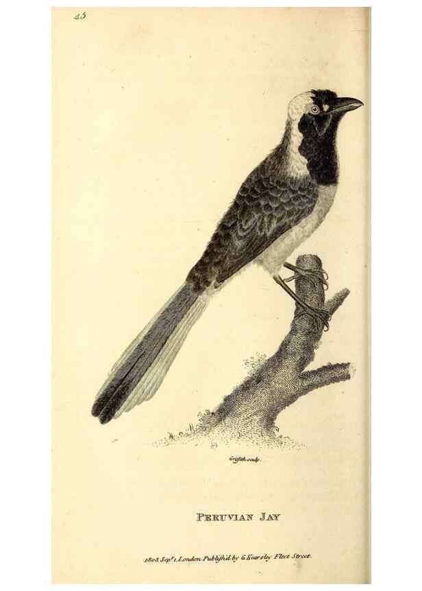 Reproducción/Reproduction 49830070046: General zoology, or Systematic natural history. London,Printed for G. Kearsley,1800-1826.. 