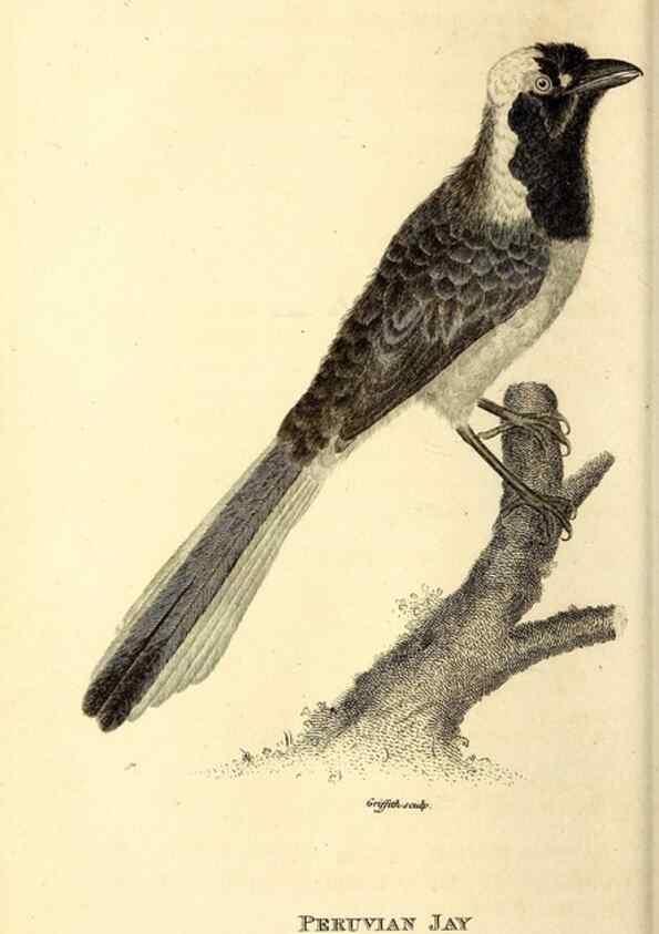 Reproducción/Reproduction 49830070046: General zoology, or Systematic natural history. London,Printed for G. Kearsley,1800-1826.. 