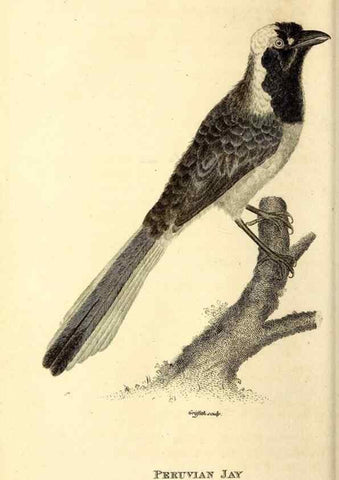 Reproducción/Reproduction 49830070046: General zoology, or Systematic natural history. London,Printed for G. Kearsley,1800-1826.. 