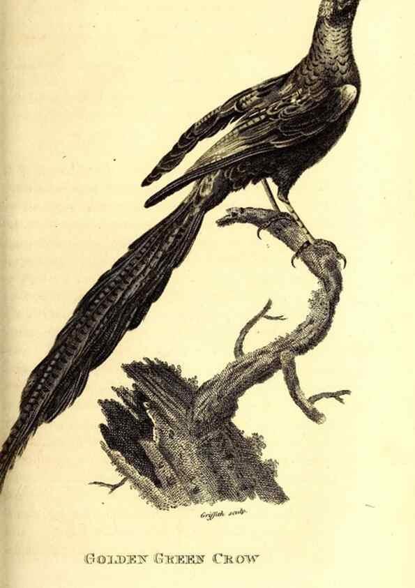 Reproducción/Reproduction 49830377952: General zoology, or Systematic natural history. London,Printed for G. Kearsley,1800-1826.. 