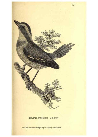 Reproducción/Reproduction 49830378567: General zoology, or Systematic natural history. London,Printed for G. Kearsley,1800-1826.. 