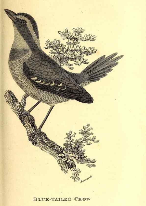 Reproducción/Reproduction 49830378567: General zoology, or Systematic natural history. London,Printed for G. Kearsley,1800-1826.. 