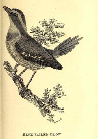 Reproducción/Reproduction 49830378567: General zoology, or Systematic natural history. London,Printed for G. Kearsley,1800-1826.. 