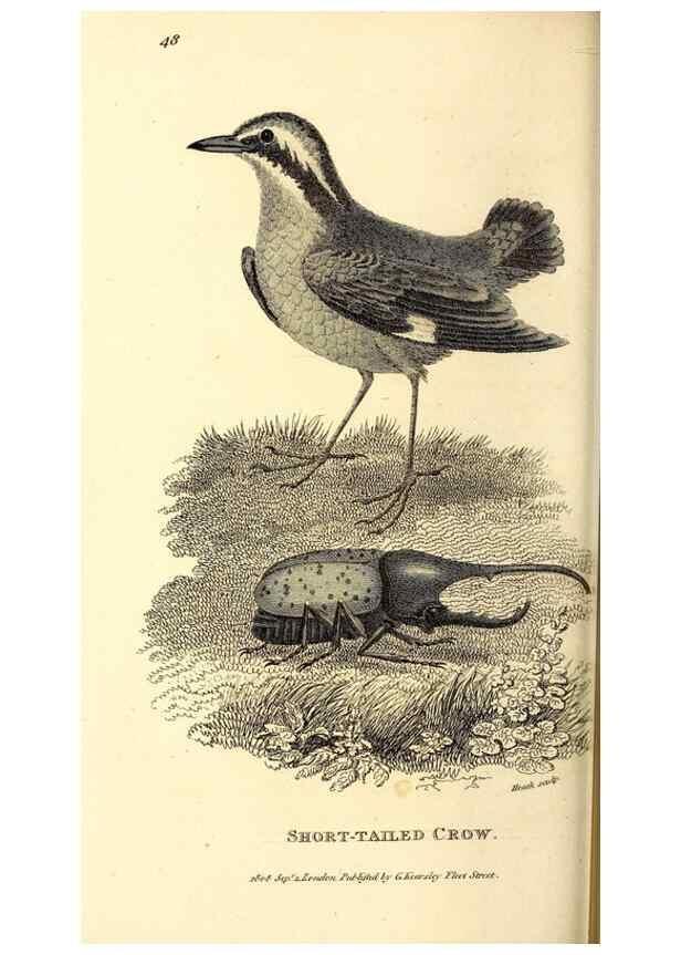 Reproducción/Reproduction 49830071946: General zoology, or Systematic natural history. London,Printed for G. Kearsley,1800-1826.. 