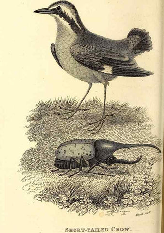 Reproducción/Reproduction 49830071946: General zoology, or Systematic natural history. London,Printed for G. Kearsley,1800-1826.. 