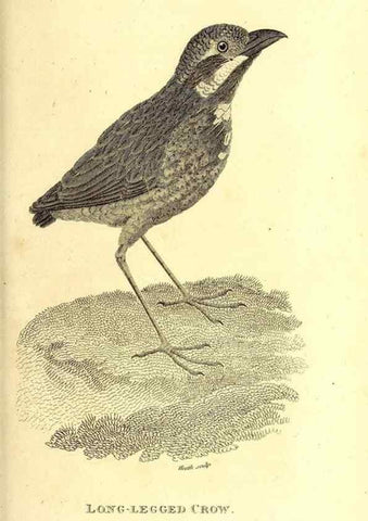 Reproducción/Reproduction 49830072351: General zoology, or Systematic natural history. London,Printed for G. Kearsley,1800-1826.. 