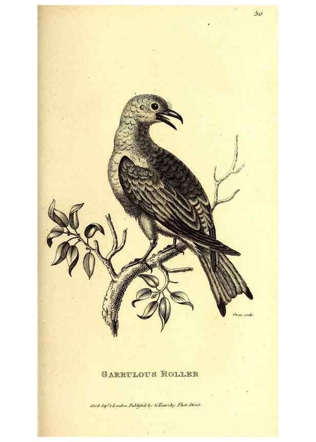 Reproducción/Reproduction 49829541278: General zoology, or Systematic natural history. London,Printed for G. Kearsley,1800-1826.. 