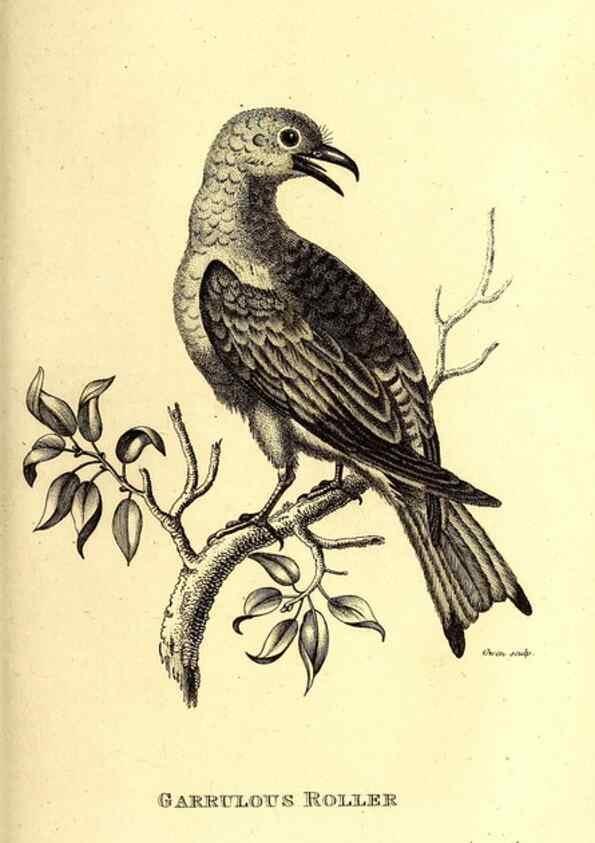 Reproducción/Reproduction 49829541278: General zoology, or Systematic natural history. London,Printed for G. Kearsley,1800-1826.. 