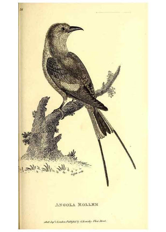 Reproducción/Reproduction 49830380657: General zoology, or Systematic natural history. London,Printed for G. Kearsley,1800-1826.. 