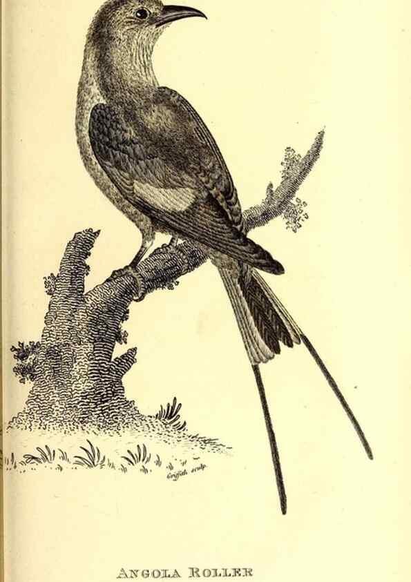 Reproducción/Reproduction 49830380657: General zoology, or Systematic natural history. London,Printed for G. Kearsley,1800-1826.. 
