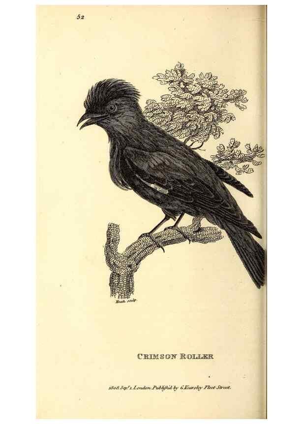 Reproducción/Reproduction 49830381267: General zoology, or Systematic natural history. London,Printed for G. Kearsley,1800-1826.. 