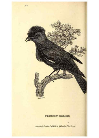 Reproducción/Reproduction 49830381267: General zoology, or Systematic natural history. London,Printed for G. Kearsley,1800-1826.. 