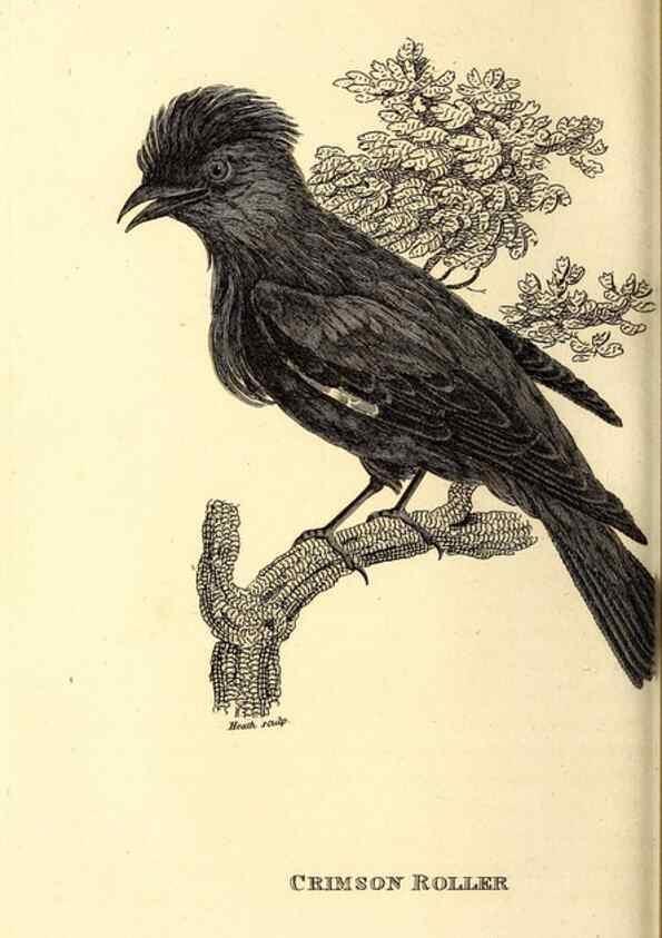 Reproducción/Reproduction 49830381267: General zoology, or Systematic natural history. London,Printed for G. Kearsley,1800-1826.. 
