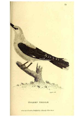 Reproducción/Reproduction 49829542583: General zoology, or Systematic natural history. London,Printed for G. Kearsley,1800-1826.. 