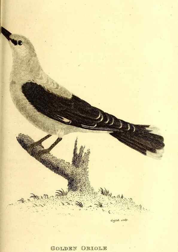 Reproducción/Reproduction 49829542583: General zoology, or Systematic natural history. London,Printed for G. Kearsley,1800-1826.. 