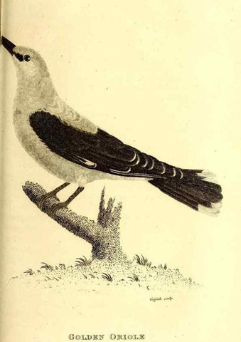 Reproducción/Reproduction 49829542583: General zoology, or Systematic natural history. London,Printed for G. Kearsley,1800-1826.. 