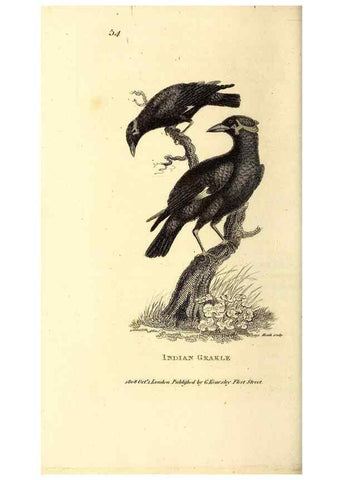 Reproducción/Reproduction 49829543093: General zoology, or Systematic natural history. London,Printed for G. Kearsley,1800-1826.. 