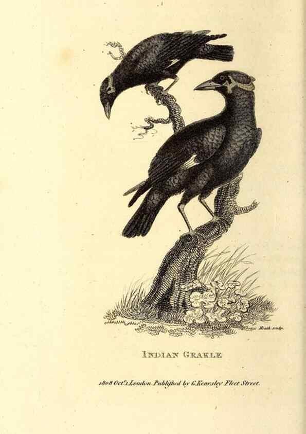 Reproducción/Reproduction 49829543093: General zoology, or Systematic natural history. London,Printed for G. Kearsley,1800-1826.. 
