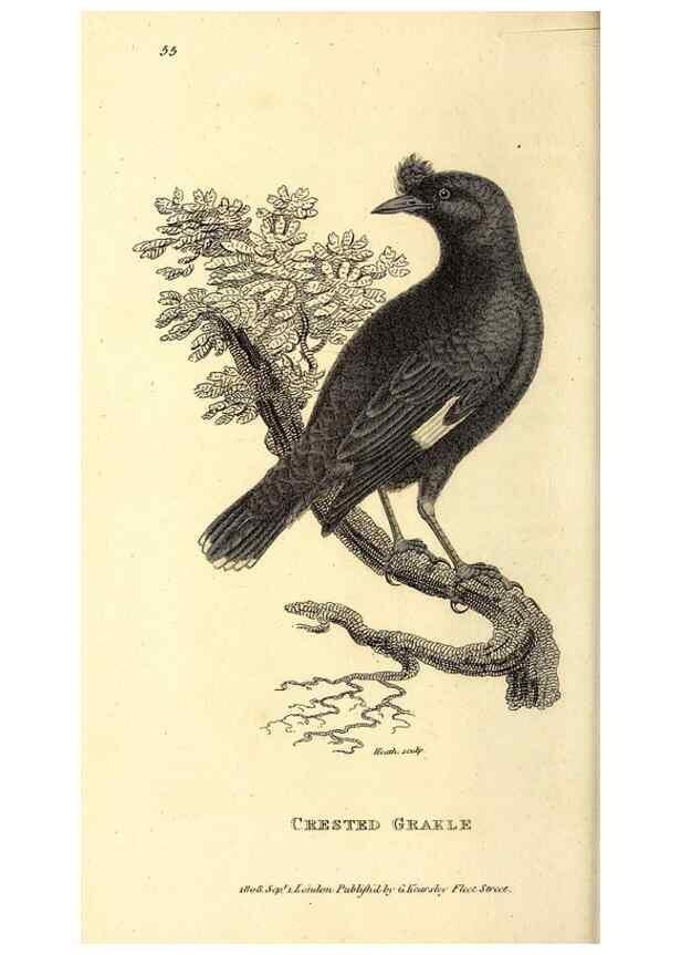 Reproducción/Reproduction 49830074966: General zoology, or Systematic natural history. London,Printed for G. Kearsley,1800-1826.. 