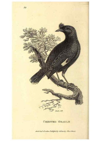 Reproducción/Reproduction 49830074966: General zoology, or Systematic natural history. London,Printed for G. Kearsley,1800-1826.. 
