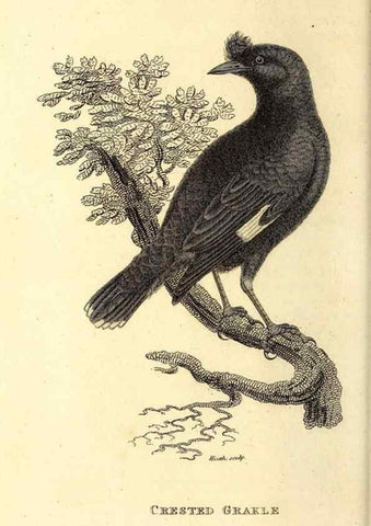 Reproducción/Reproduction 49830074966: General zoology, or Systematic natural history. London,Printed for G. Kearsley,1800-1826.. 