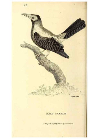 Reproducción/Reproduction 49830383107: General zoology, or Systematic natural history. London,Printed for G. Kearsley,1800-1826.. 