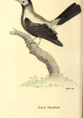Reproducción/Reproduction 49830383107: General zoology, or Systematic natural history. London,Printed for G. Kearsley,1800-1826.. 