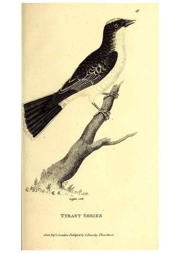 Reproducción/Reproduction 49829536598: General zoology, or Systematic natural history. London,Printed for G. Kearsley,1800-1826.. 