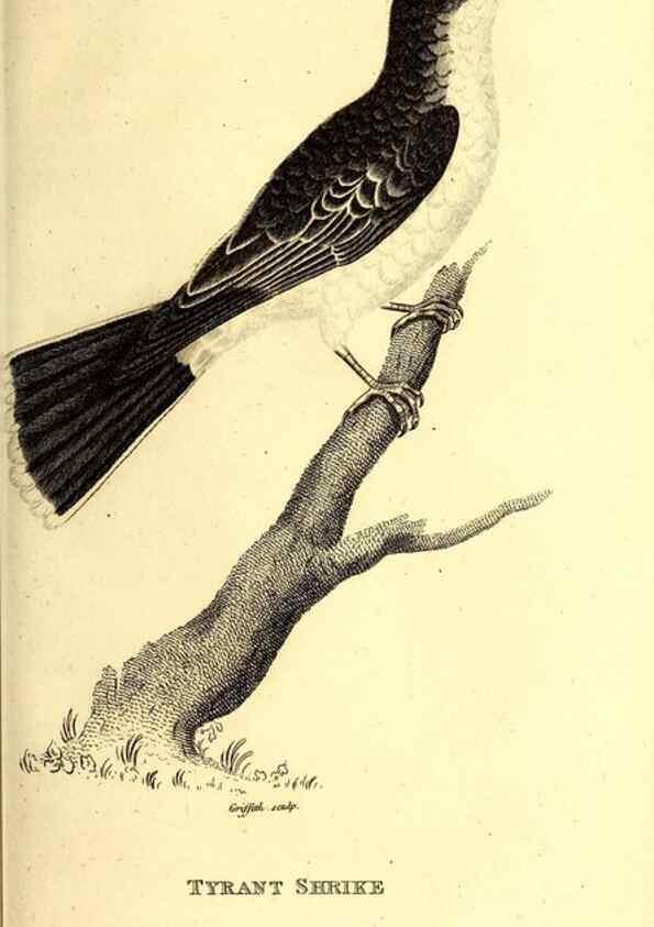 Reproducción/Reproduction 49829536598: General zoology, or Systematic natural history. London,Printed for G. Kearsley,1800-1826.. 