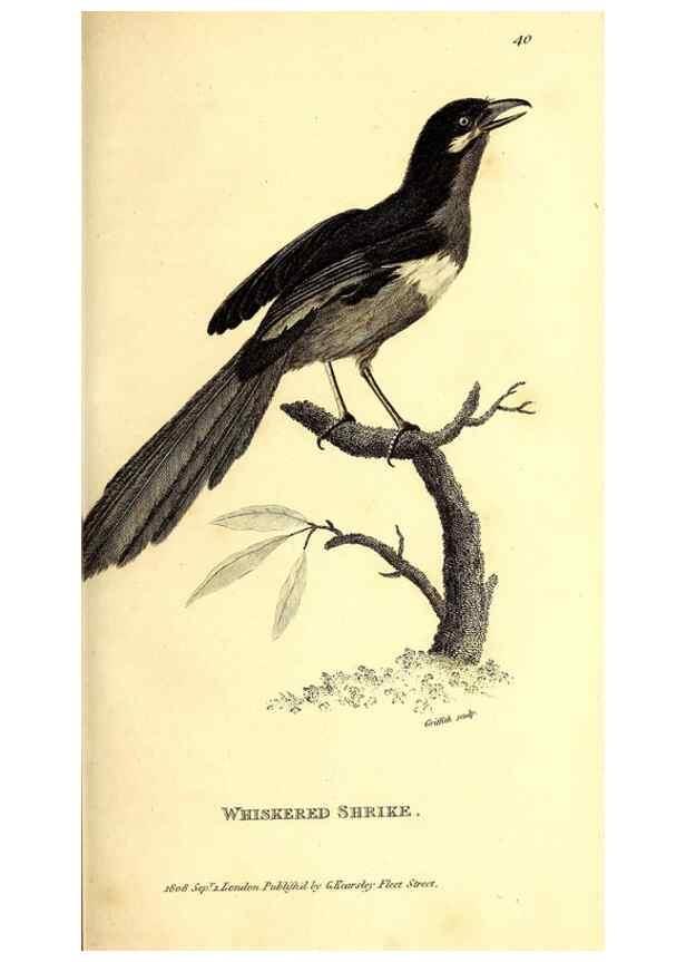 Reproducción/Reproduction 49830067691: General zoology, or Systematic natural history. London,Printed for G. Kearsley,1800-1826.. 