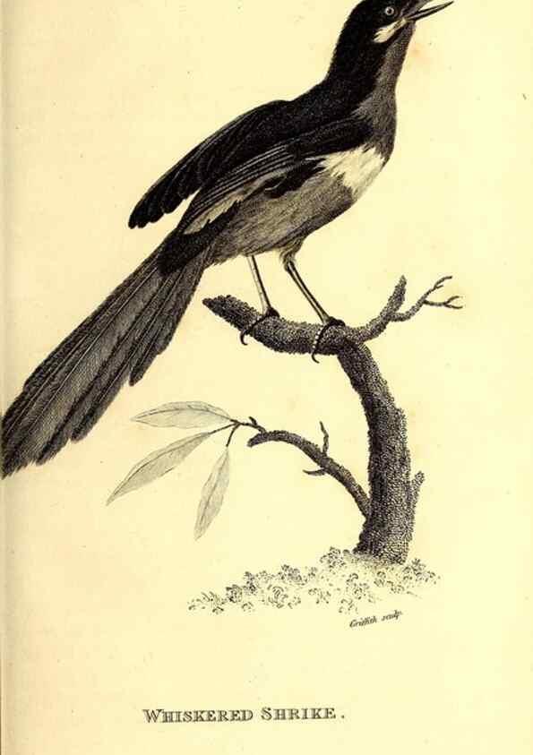 Reproducción/Reproduction 49830067691: General zoology, or Systematic natural history. London,Printed for G. Kearsley,1800-1826.. 