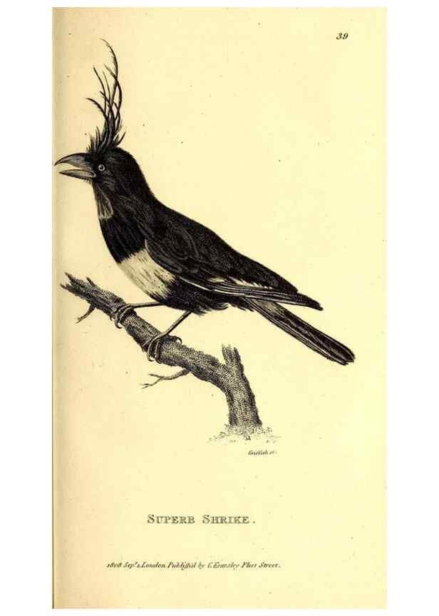 Reproducción/Reproduction 49829535473: General zoology, or Systematic natural history. London,Printed for G. Kearsley,1800-1826.. 