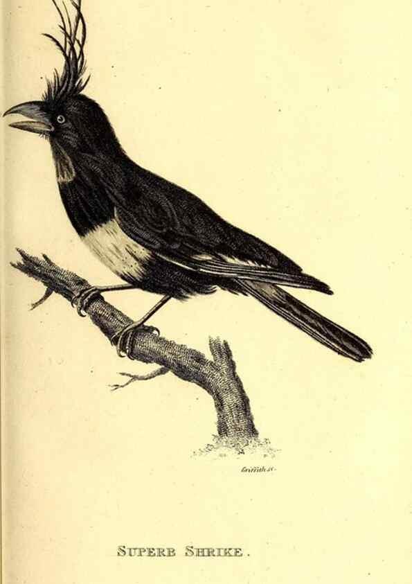 Reproducción/Reproduction 49829535473: General zoology, or Systematic natural history. London,Printed for G. Kearsley,1800-1826.. 