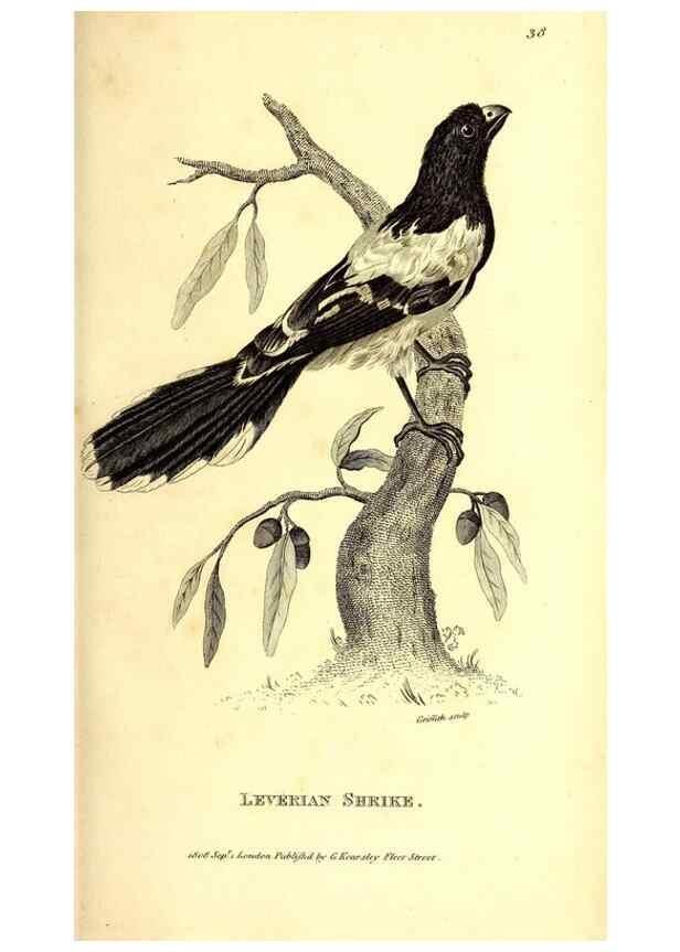 Reproducción/Reproduction 49829535028: General zoology, or Systematic natural history. London,Printed for G. Kearsley,1800-1826.. 