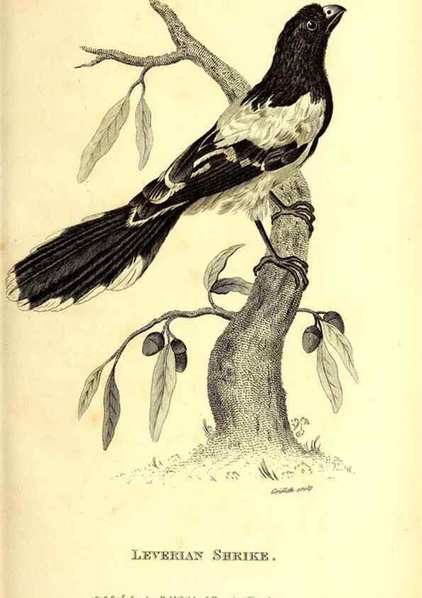 Reproducción/Reproduction 49829535028: General zoology, or Systematic natural history. London,Printed for G. Kearsley,1800-1826.. 